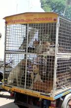 Stray dogs caught by Thiruvananthapuram Corporation (file photo)