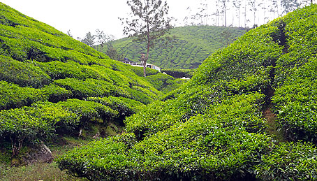 Tea gardens