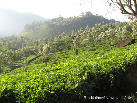 Tea plantations
